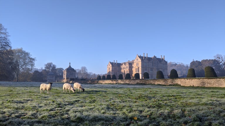 Sheep in the parkland on a frosty day, with Montacute House in the background.